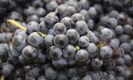 L'équilibre alimentaire et la circulation veineuse