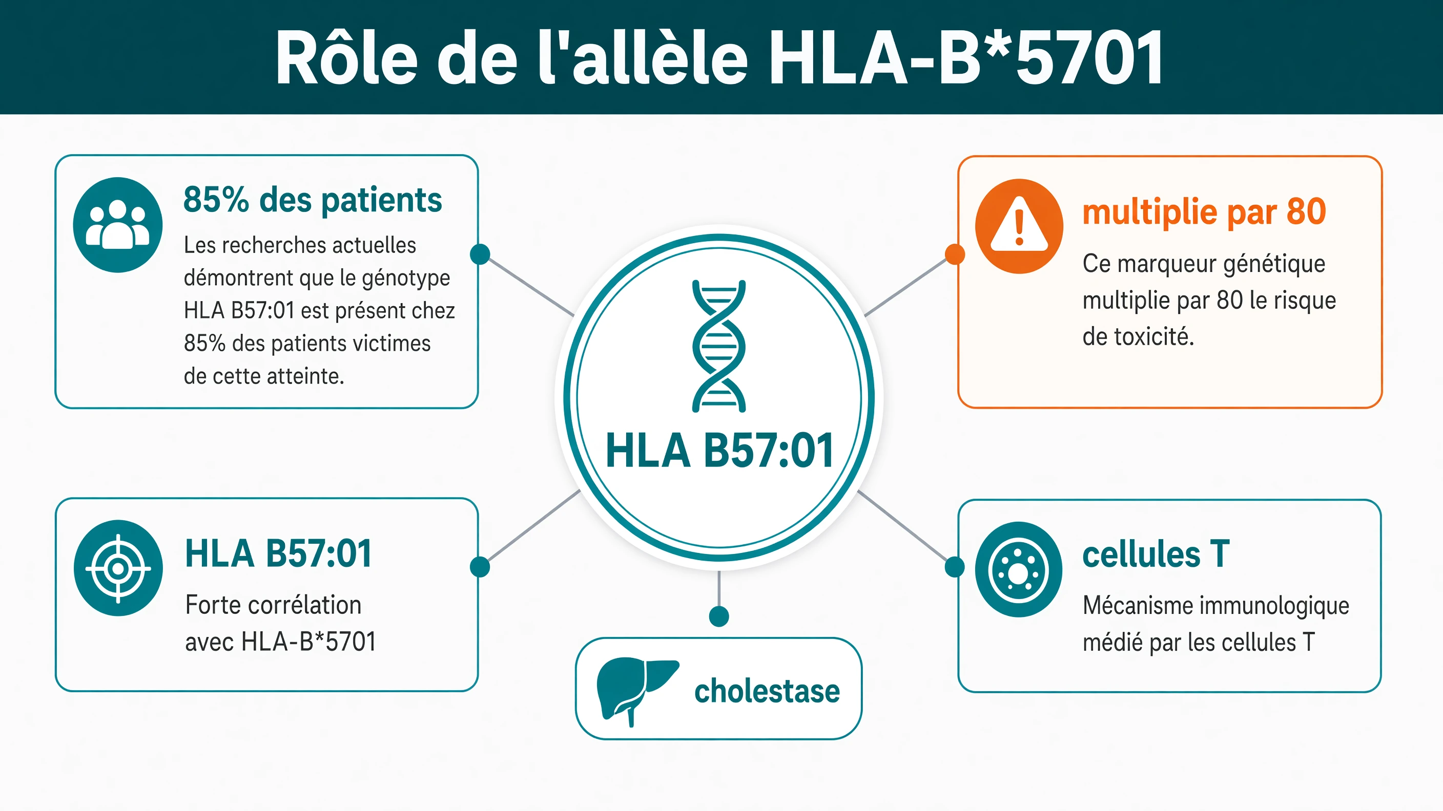 Schéma en étoile centré sur l'allèle HLA avec le pourcentage de patients concernés, le facteur de risque et le mécanisme immunitaire.