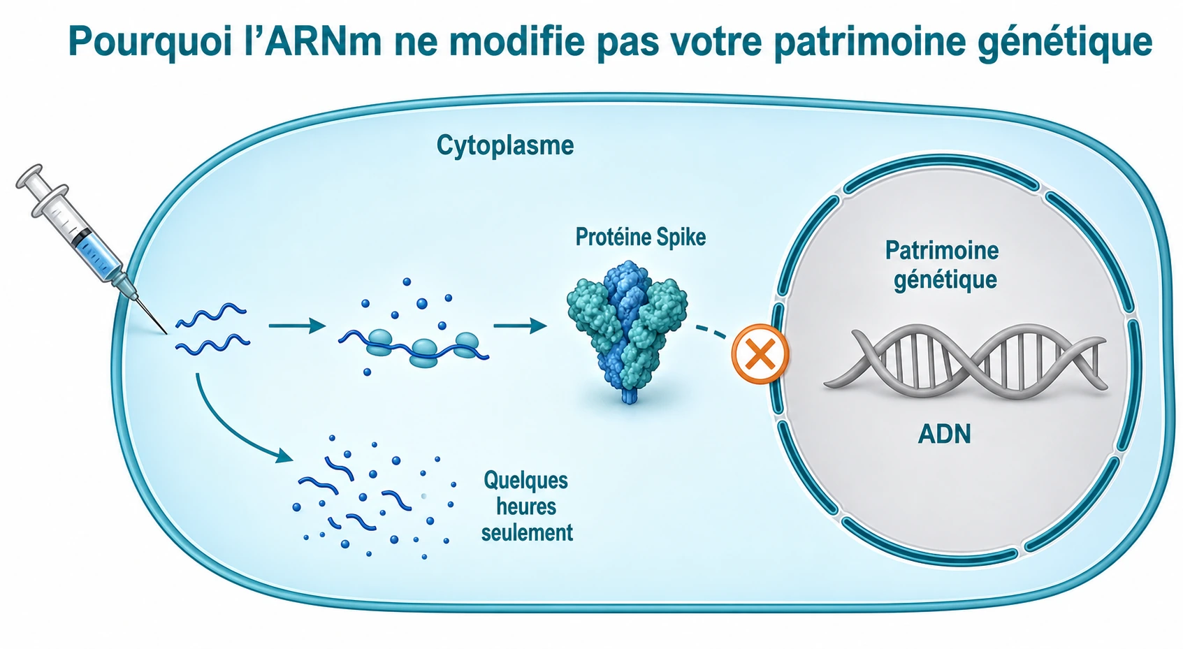 Schéma médical sobre montrant l’ARN messager confiné dans le cytoplasme, traduit en protéine Spike, séparé du patrimoine génétique situé dans le noyau, puis dégradé en quelques heures seulement.