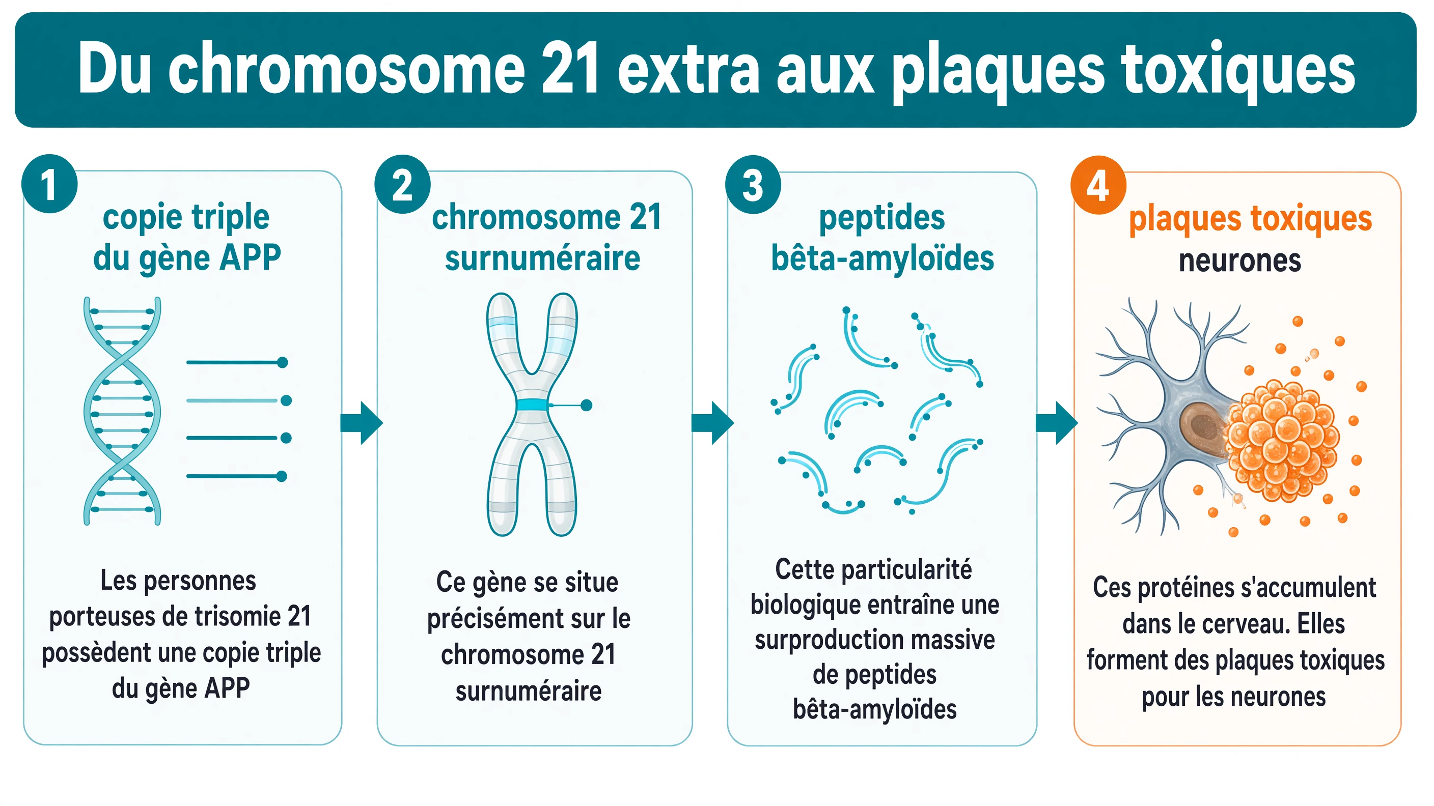 Schéma linéaire technique : chromosome 21 surnuméraire portant une copie triple du gène APP, surproduction de peptides bêta-amyloïdes, accumulation en plaques toxiques pour les neurones