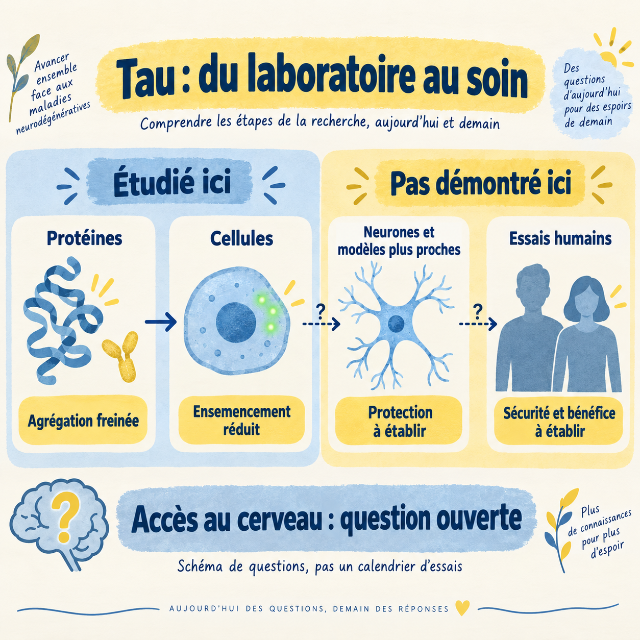 Du laboratoire au soin : protéines et cellules étudiées ici, protection des neurones et bénéfice humain restant à établir.