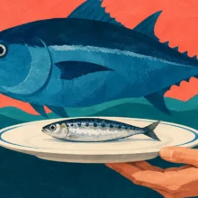 Sardines, maquereaux, harengs : comment composer 2 repas de poisson par semaine sans laisser le thon prendre toute la place