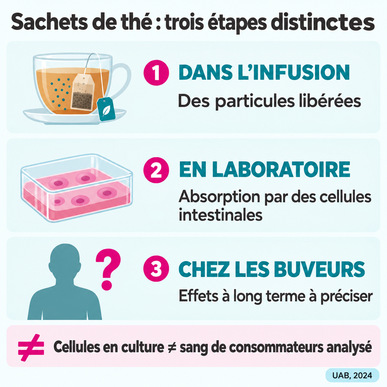 Trois étapes distinctes : particules dans l’infusion, absorption par des cellules en culture et effets à long terme à préciser chez les buveurs.