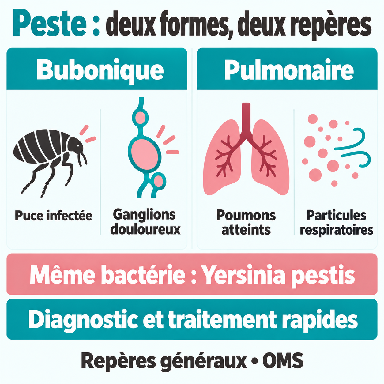 Repères généraux de l’OMS : la peste bubonique touche les ganglions et implique habituellement une puce infectée; la peste pulmonaire atteint les poumons et peut se transmettre par des particules respiratoires.