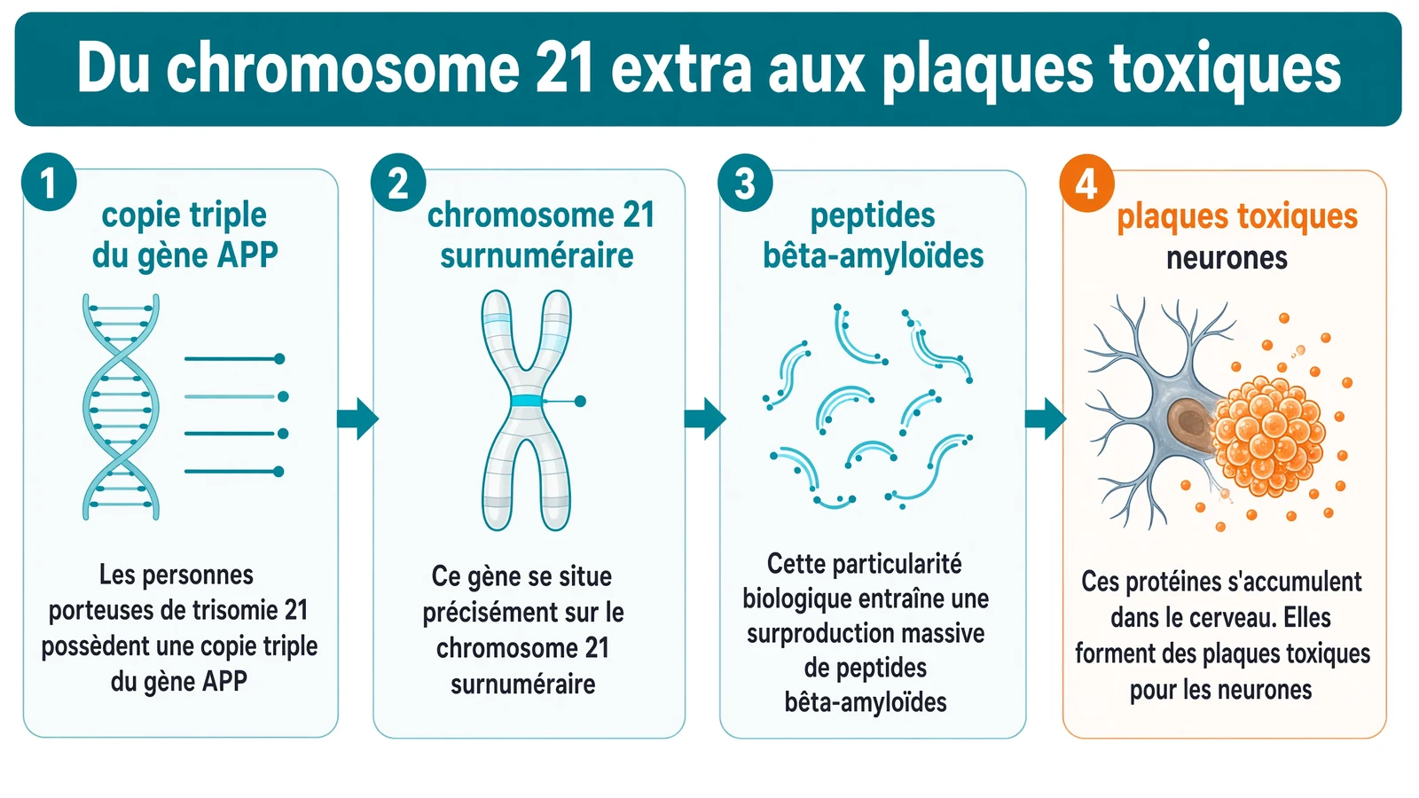 Schéma linéaire technique : chromosome 21 surnuméraire portant une copie triple du gène APP, surproduction de peptides bêta-amyloïdes, accumulation en plaques toxiques pour les neurones